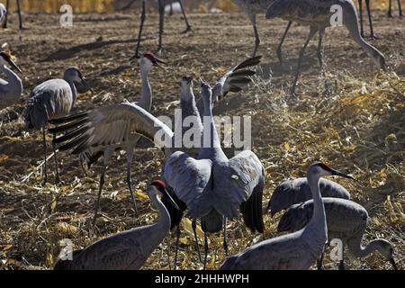 Sandhill crane Grus canadensis two birds squabbling in feeding group Bosque del Apache National Wildlife Refuge New Mexico USA Stock Photo