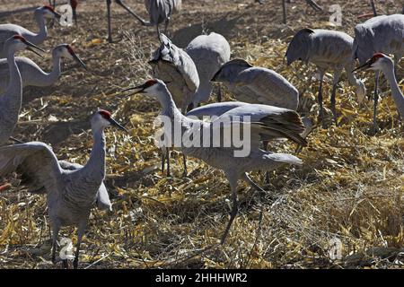 Sandhill crane Grus canadensis two birds squabbling in feeding group Bosque del Apache National Wildlife Refuge New Mexico USA Stock Photo