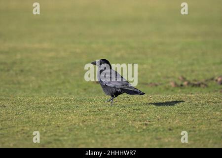 Carrion crow Corvus corone walking on short grassland New Forest National Park Hampshire England Stock Photo