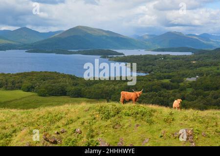 Highland Cattle grazing on Conic Hill above Balmaha, and overlooking Loch Lomond, Scotland, UK Stock Photo