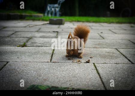 Squirrel nibbling walnuts on terrace Stock Photo