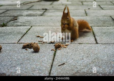 Squirrel nibbling walnuts on terrace Stock Photo
