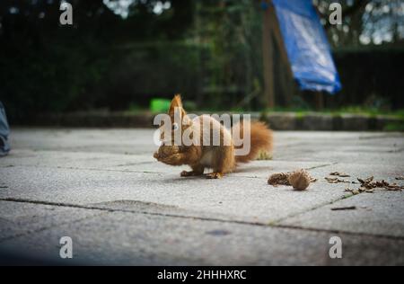 Squirrel eats walnut on garden terrace Stock Photo