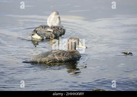 Falkland steamer duck Tachyeres brachypterus female with male beyond swimming in the sea, Falkland Islands Stock Photo