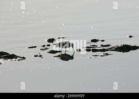 Dunlin Calidris alpina in winter plumage feeding in shallow water by a rocky shoreline, Scotland Stock Photo
