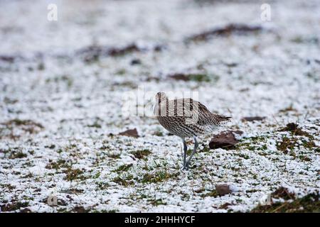 Eurasian curlew Numenius arquata in snowy field near Aberfeldy Highland Region Scotland UK Stock Photo