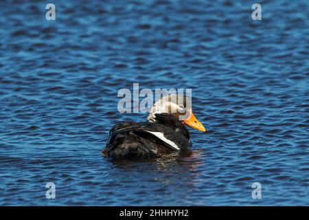 Flying steamer duck Tachyeres patachonicus swimming on a Long Pond Sea Lion Island Falkland Islands November 2015 Stock Photo