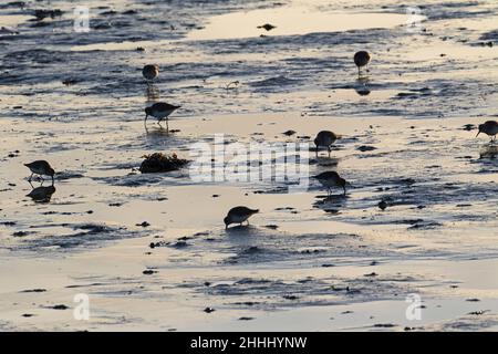 Dunlin Calidris alpina group feeding in estuary mud Langstone Harbour Hampshire England UK January 2016 Stock Photo