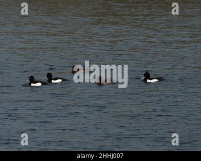 Tufted duck Aythya fuligula group swimming in Brockbank Lake, Langford Lakes Nature Reserve, Wiltshire Wildlife Trust Reserve, Steeple Langford Stock Photo