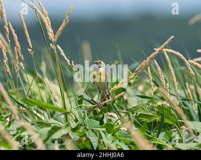 Dickcissel Spiza americana male perched and singing among grasses, Loess Bluffs National Wildlife Refuge, North Western Missouri, USA, July 2019 Stock Photo