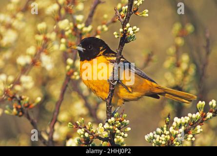Male Baltimore oriole perched on budding beach plum Stock Photo