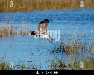 Eurasian curlew Numenius arquata in flight over spartina saltmarsh, Keyhaven Marshes, Hampshire, England, UK, December 2020 Stock Photo