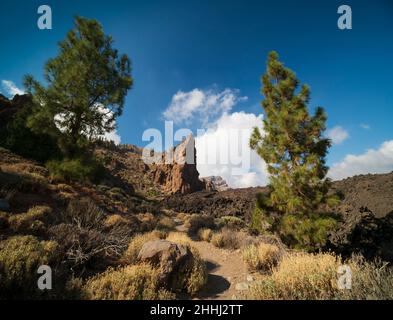 Canary pines and lava pinnacle in Tenerife. On walking path Red de Senderos TF18, near Boca Tauce. Stock Photo