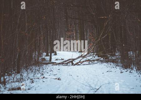 Broken tree branch blocking path in the forest Stock Photo
