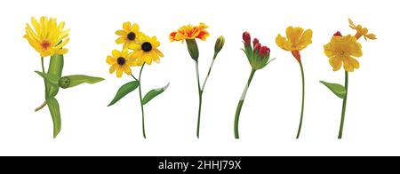 Vector flower elements set collection: Various Flowers Primrose Daisy, small Sunflower Calendula orange marigold flowers, leaves. Yellow Orange red Gr Stock Vector