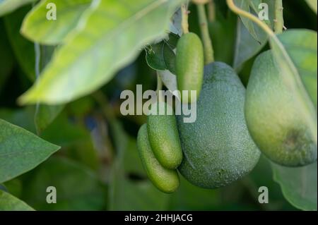 Green ripe organic avocados fruits hanging on avocado trees plantation Stock Photo