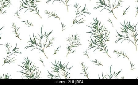 Eucalyptus seamless pattern of different willow tree foliage natural branches green leaves tropical in watercolor style. Vector decorative delicate el Stock Vector