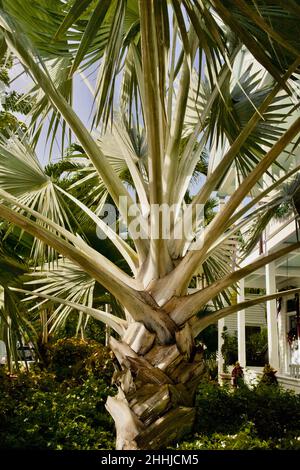 Bismarckia nobilis, or Bismark Palm treeKey West, Florida, FL USA.  Southern most point in the continental USA.  Island vacation destination. Stock Photo