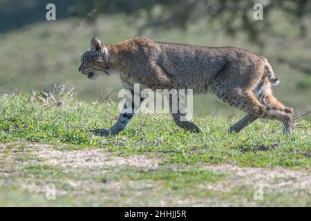 A wild bobcat (Lynx rufus) trots across a field in the California wilderness. Stock Photo