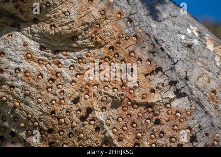 This oak tree serves as a granary tree for a group of acorn woodpeckers where they store acorns to eat later. Stock Photo