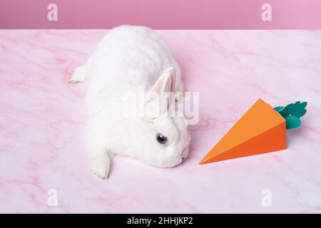 White rabbit on a pink background smelling a cardboard carrot Stock Photo