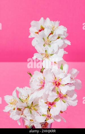 Almond blossoms on a pink background Stock Photo