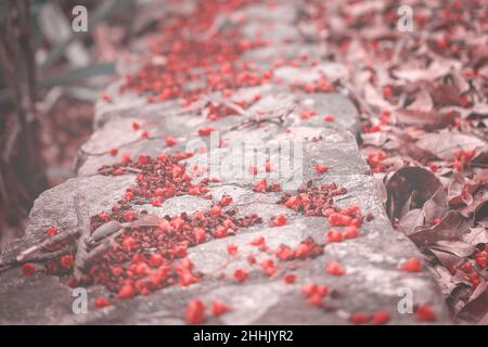 Blurred flame tree blossoms scattered on an old stone path, softly blended to enable a visible text overlay, useful background for the web. Intentiona Stock Photo