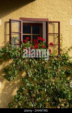 Exterior of old stone yellow house with opened windows decorated with red blooming flowers and green foliage Stock Photo