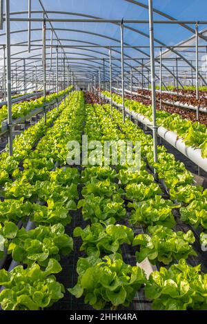 Lush fresh verdant of green and red lettuce growing in hydroponic ...