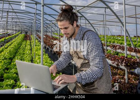 Male farmer examining rows of lettuce growing on hydroponic shelves and making statistic on netbook in spacious horticultural glasshouse Stock Photo