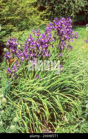 Purple Bearded Iris growing in a herbaceous border a clump forming deciduous perennial that flowers through summer.and is fully hardy Stock Photo