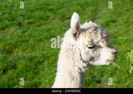 Cute white Alpaca head holding green grass in mouth Blurred green grass background. Stock Photo
