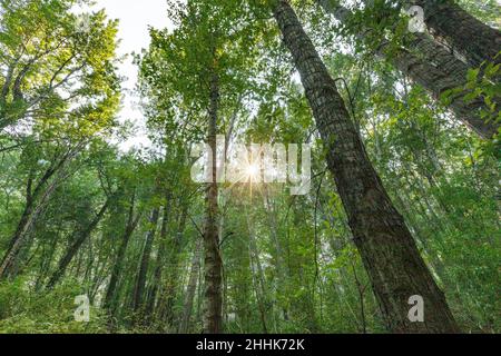 USA, Idaho, Hailey, Sun shining through tall green trees in forest Stock Photo