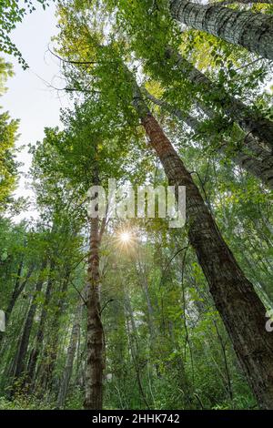 USA, Idaho, Hailey, Sun shining through tall green trees in forest Stock Photo