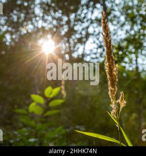 USA, Idaho, Hailey, Sun shining through tall green trees in forest Stock Photo