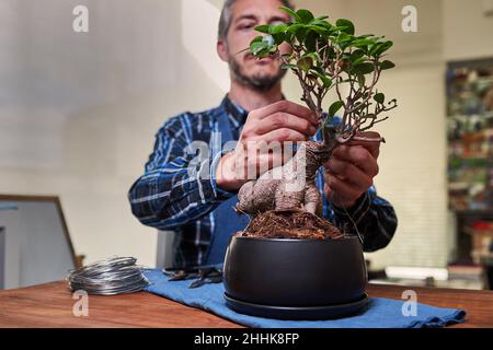 Focused male gardener putting wire on bonsai branch to forming shape of tree while working in greenhouse Stock Photo