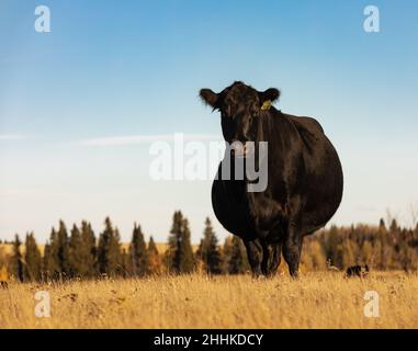 Beautiful Black Angus. Black cow on the pasture. Stock Photo