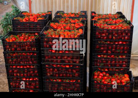 Crop of red plum tomatoes in crates Stock Photo