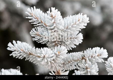 Hoar Frost coats the needles of Pinon Pine trees after winter storm, in Colorado Springs, Colorado Stock Photo