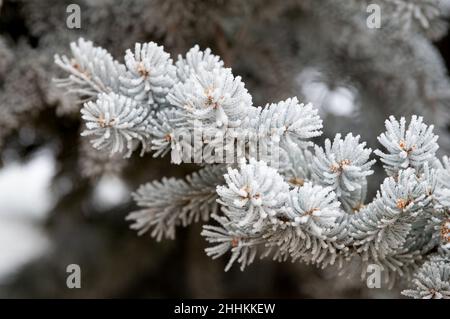 Hoar Frost coats the needles of Pinon Pine trees after winter storm, in Colorado Springs, Colorado Stock Photo