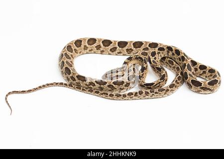 The many-spotted cat snake Boiga multomaculata isolated on white background Stock Photo
