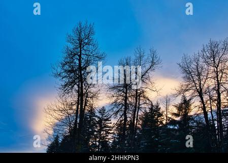 Sunset clouds behind silhouetted cottonwood trees in Alaska. Stock Photo