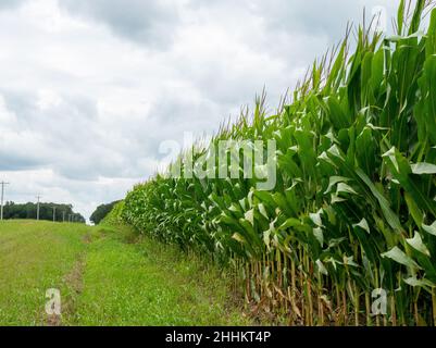 Edge of cornfield with corn stalks, leaves and tassels waving in the breeze seen from roadside ditch. Copy space in farm agriculture concept. Stock Photo