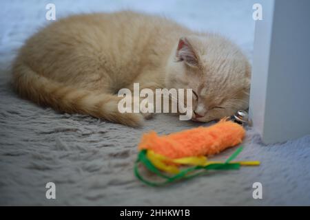 A very tired ginger cat is napping on the carpet next to its toy Stock Photo
