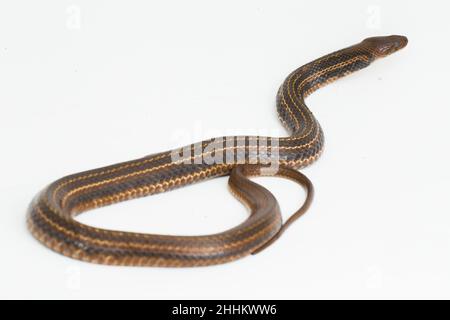 The checkered keelback (Fowlea piscator), Asiatic water snake. Isolated on white background Stock Photo