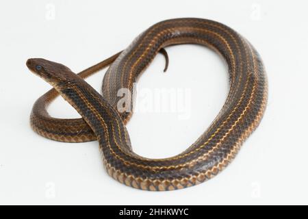 The checkered keelback (Fowlea piscator), Asiatic water snake. Isolated on white background Stock Photo