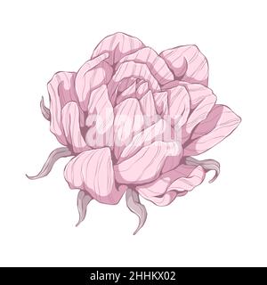 Single pink rose. Flower head isolated on white background. Hand drawn floral illustration. Botanical vector art in cartoon style. Stock Vector