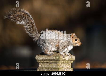 English grey squirrel well fed with fat stomach, eating lots of food over winter.  Fluffy in golden sunlight perched alone. Red head and grey body fur Stock Photo