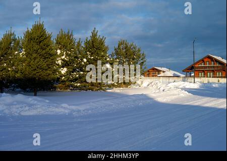 young pine trees planted in town, winter scene Stock Photo