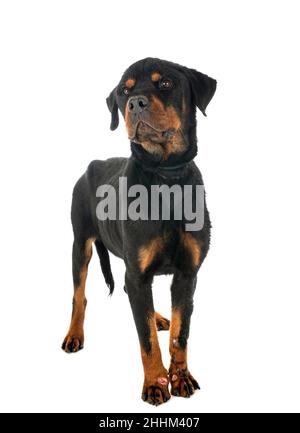sick rottweiler in front of white background Stock Photo - Alamy